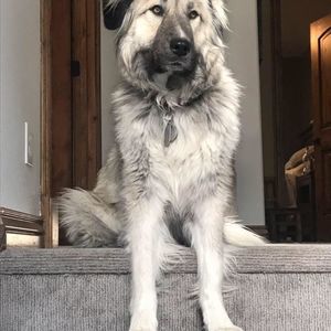 Meet your Posher, Sandy